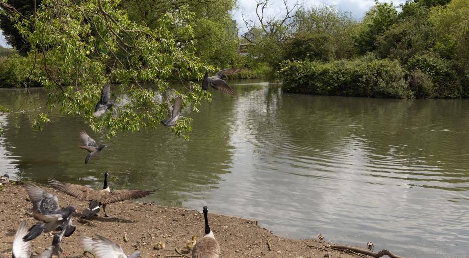 Ducks at the lake
