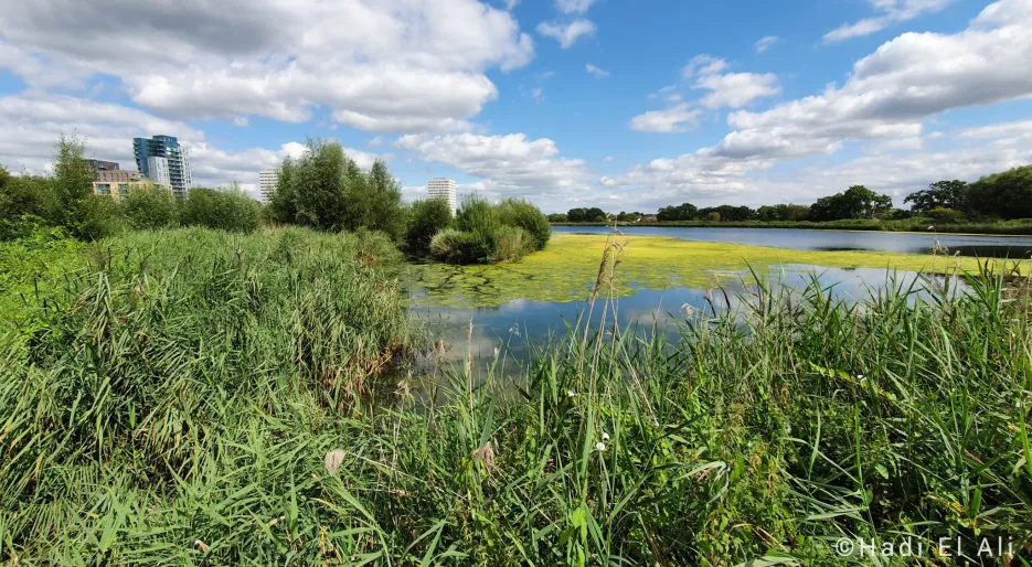 woodberry wetlands.jpg
