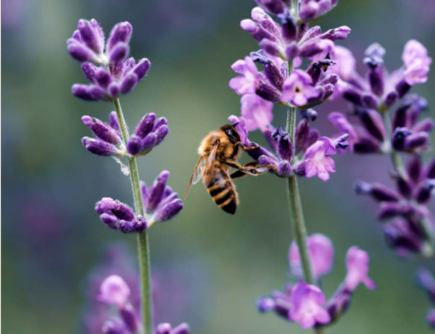 Bumble bee.png