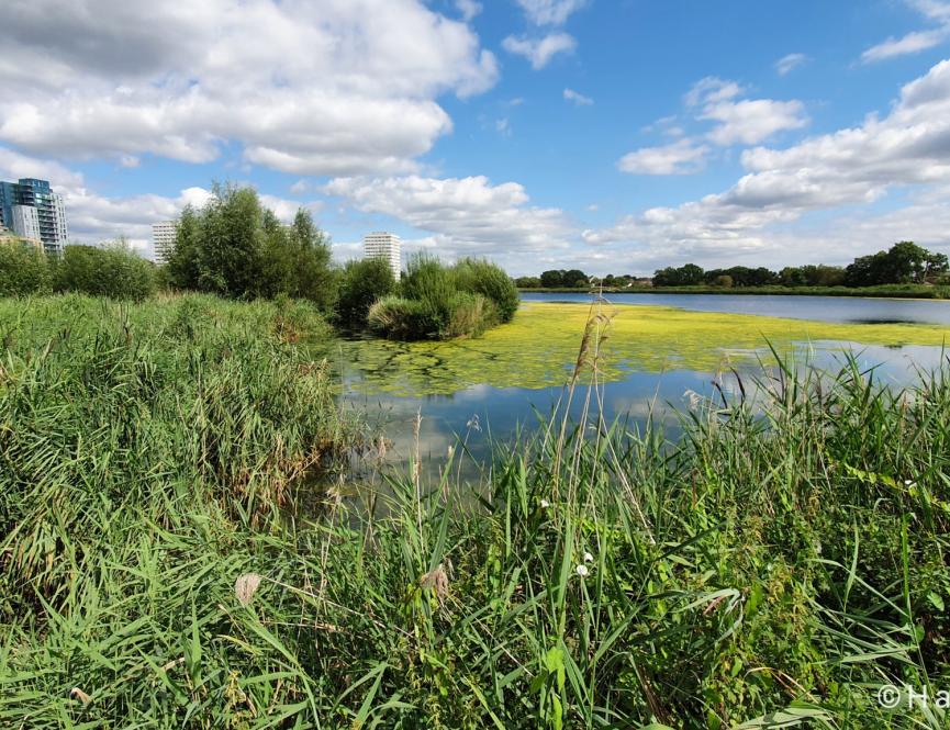 woodberry wetlands.jpg