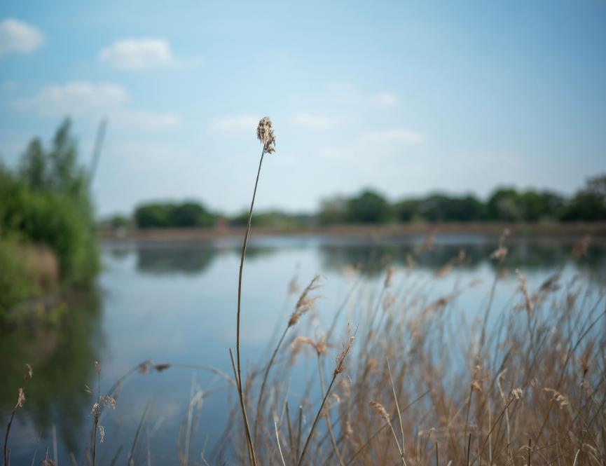 Woodberry Wetlands